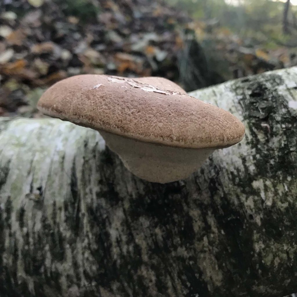 Která houba roste na bříze?